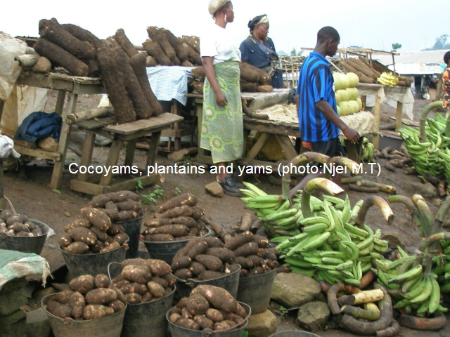 Cocoyams, Plantains and Yams (photo:Njei M.T)